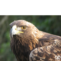 گونه عقاب طلایی Golden Eagle